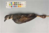 藏品(深山竹雞)的圖片